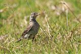 Eurasian Skylark